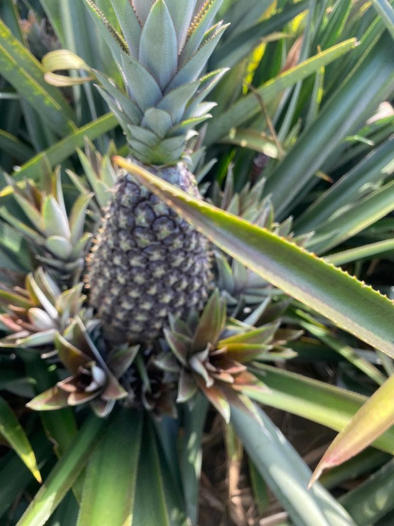 Fresh Pineapples