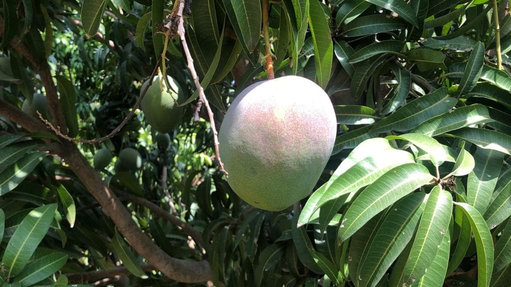 Fresh Mangoes